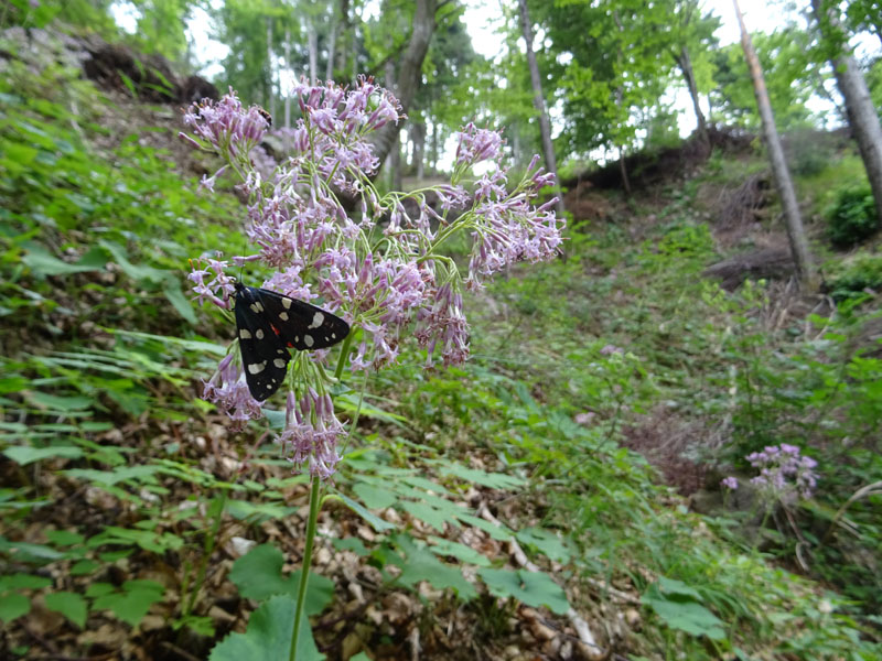 Callimorpha dominula - Erebidae Arctiinae